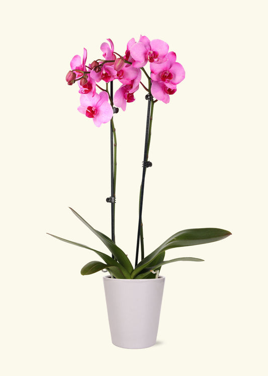 Pink Watercolor Orchid in 5 inch a grey quinn ceramic grow pot.