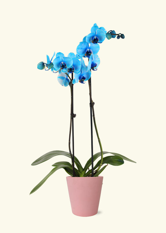 Blue Watercolor Orchid in 5 inch a pink jane matte ceramic grow pot.