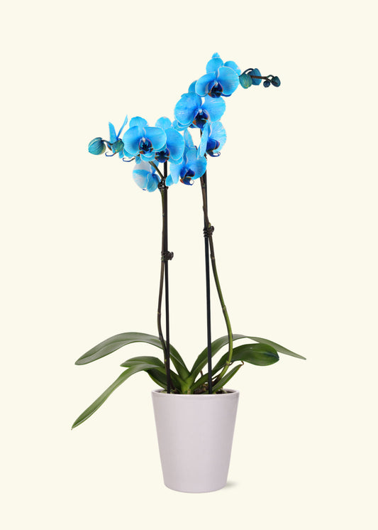 Blue Watercolor Orchid in 5 inch a grey quinn ceramic grow pot.