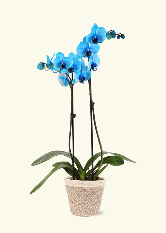 Blue Watercolor Orchid in 5 inch a cream ivo jute grow pot.