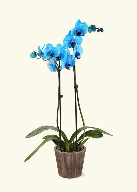 Blue Watercolor Orchid in 5 inch a brown wilson wood grow pot.