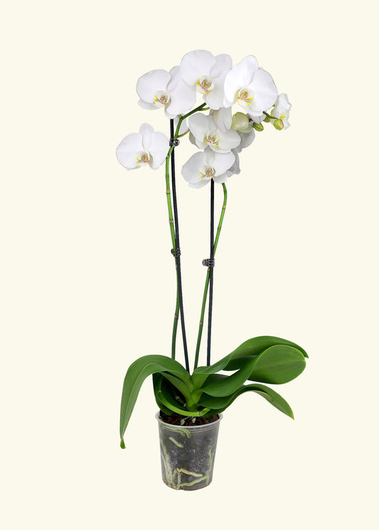 White Orchid in 5 inch a grow pot.