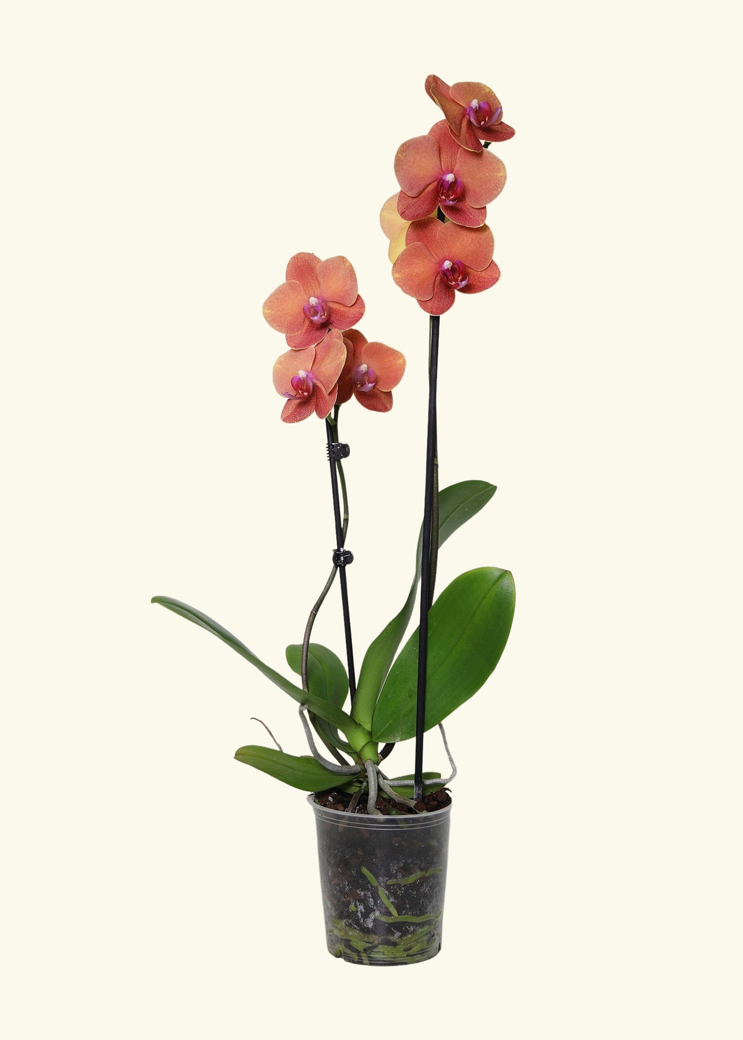 Coral Orchid in 5 inch a grow pot.