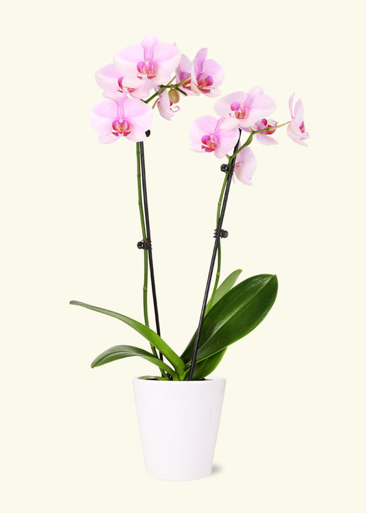 Light Pink Orchid in 5 inch a white quinn ceramic grow pot.