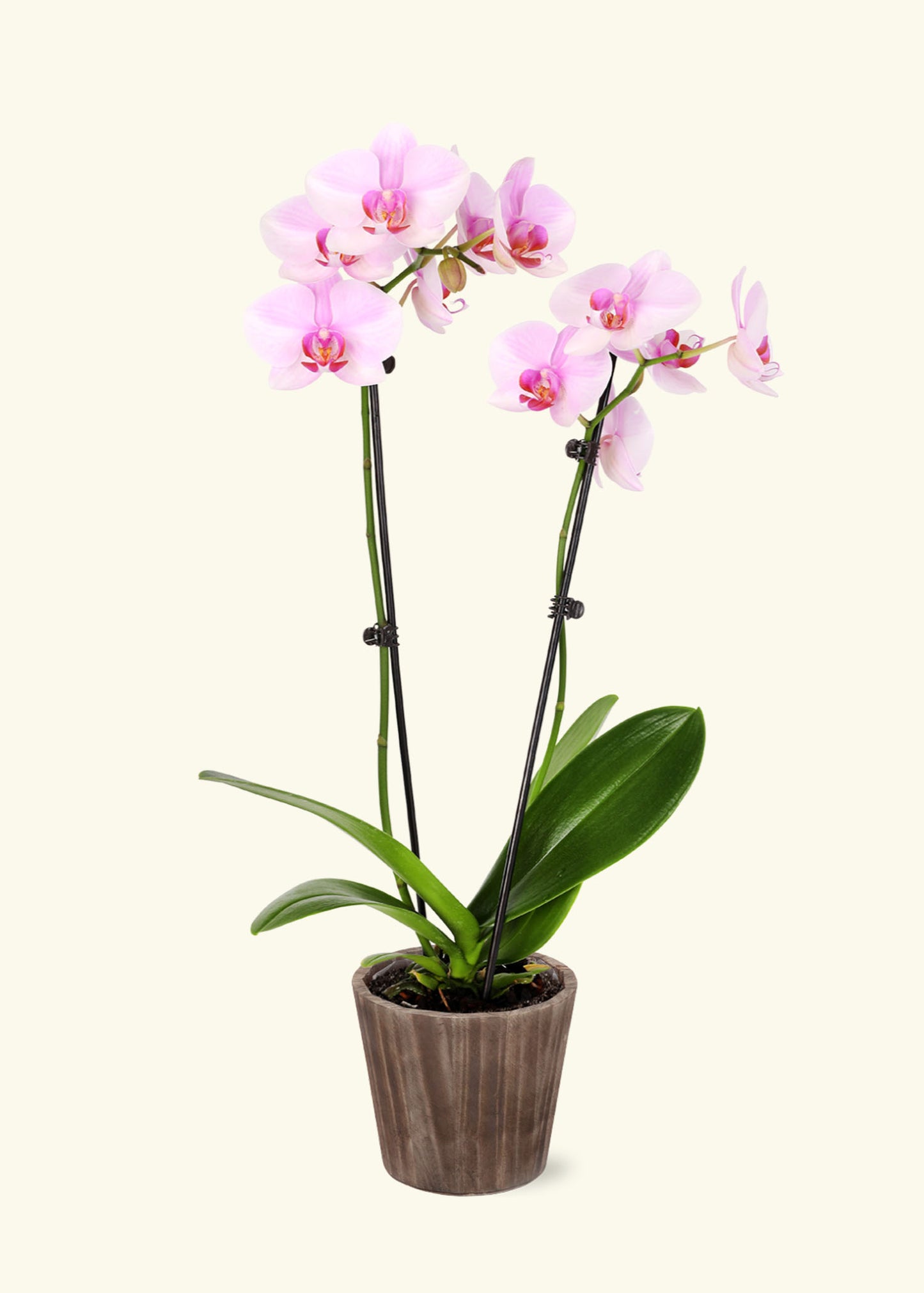 Light Pink Orchid in 5 inch a brown wilson wood grow pot.