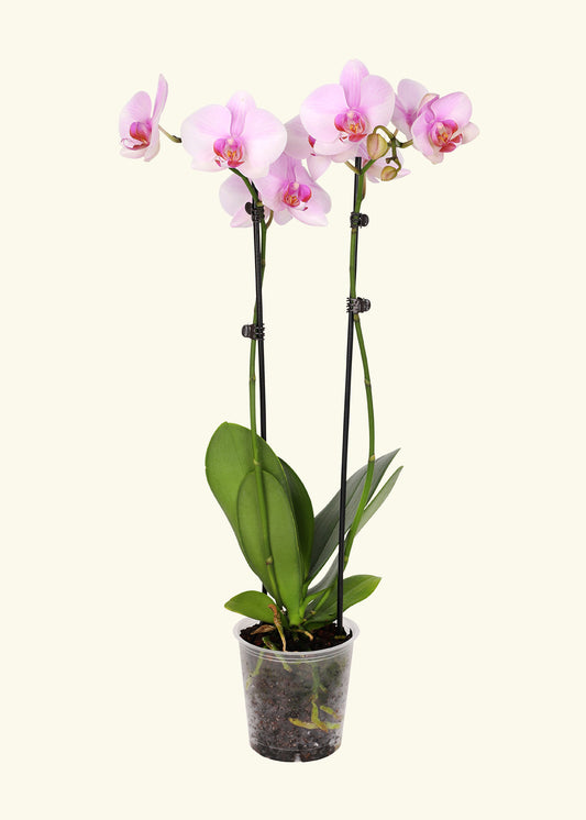 Light Pink Orchid in 5 inch a grow pot.
