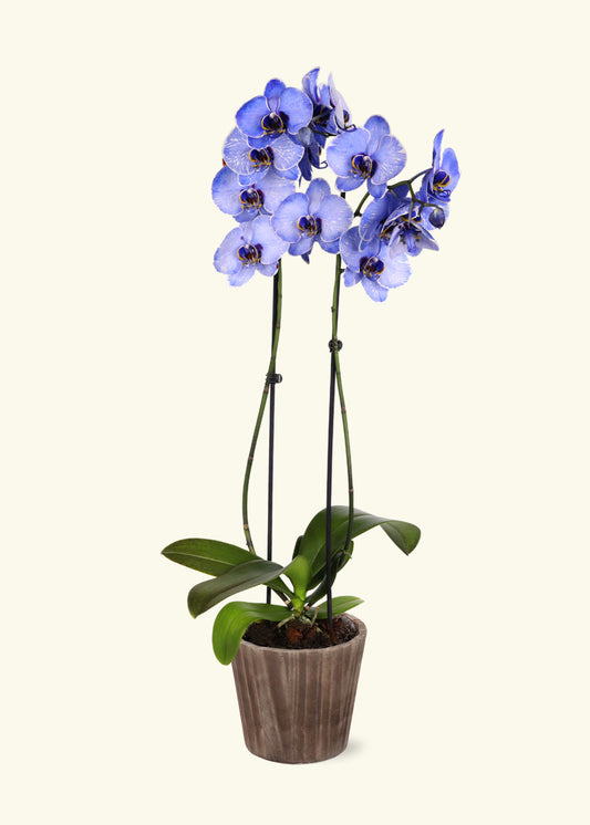 Lavendar Watercolor Orchid in 5 inch a brown wilson wood grow pot.