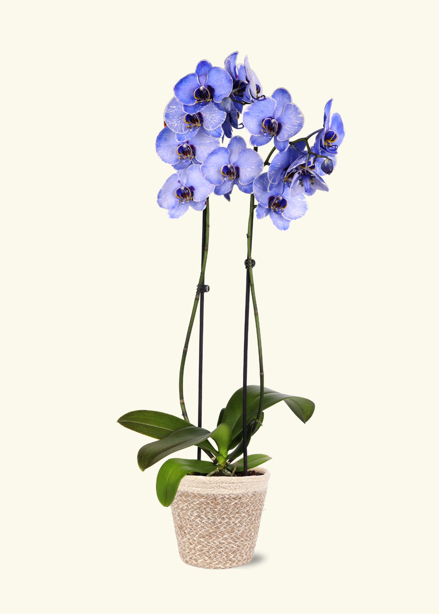 Lavendar Watercolor Orchid in 5 inch a cream ivo jute grow pot.