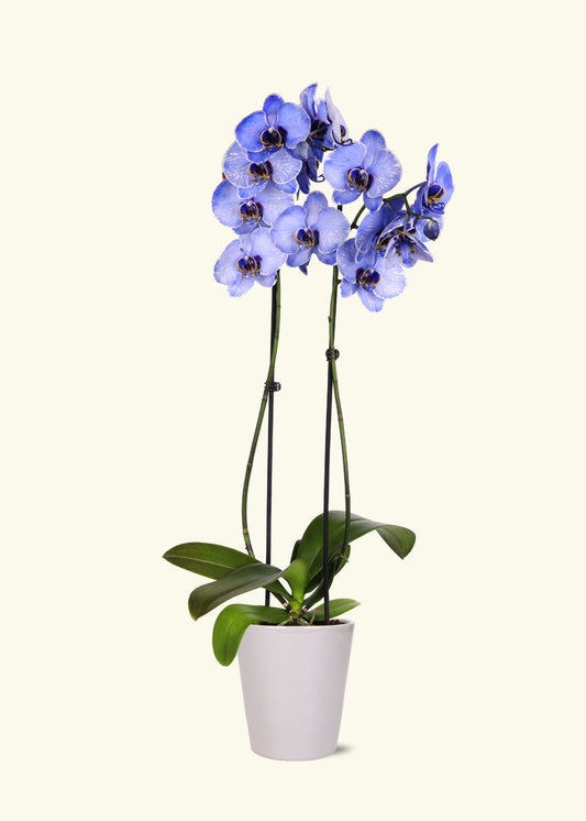 Lavendar Watercolor Orchid in 5 inch a grey quinn ceramic grow pot.