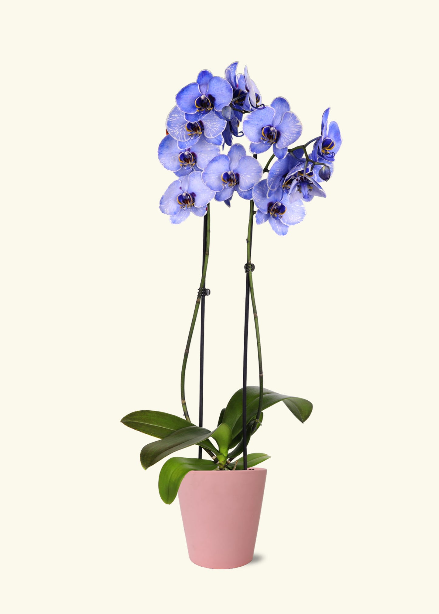Lavendar Watercolor Orchid in 5 inch a pink jane matte ceramic grow pot.