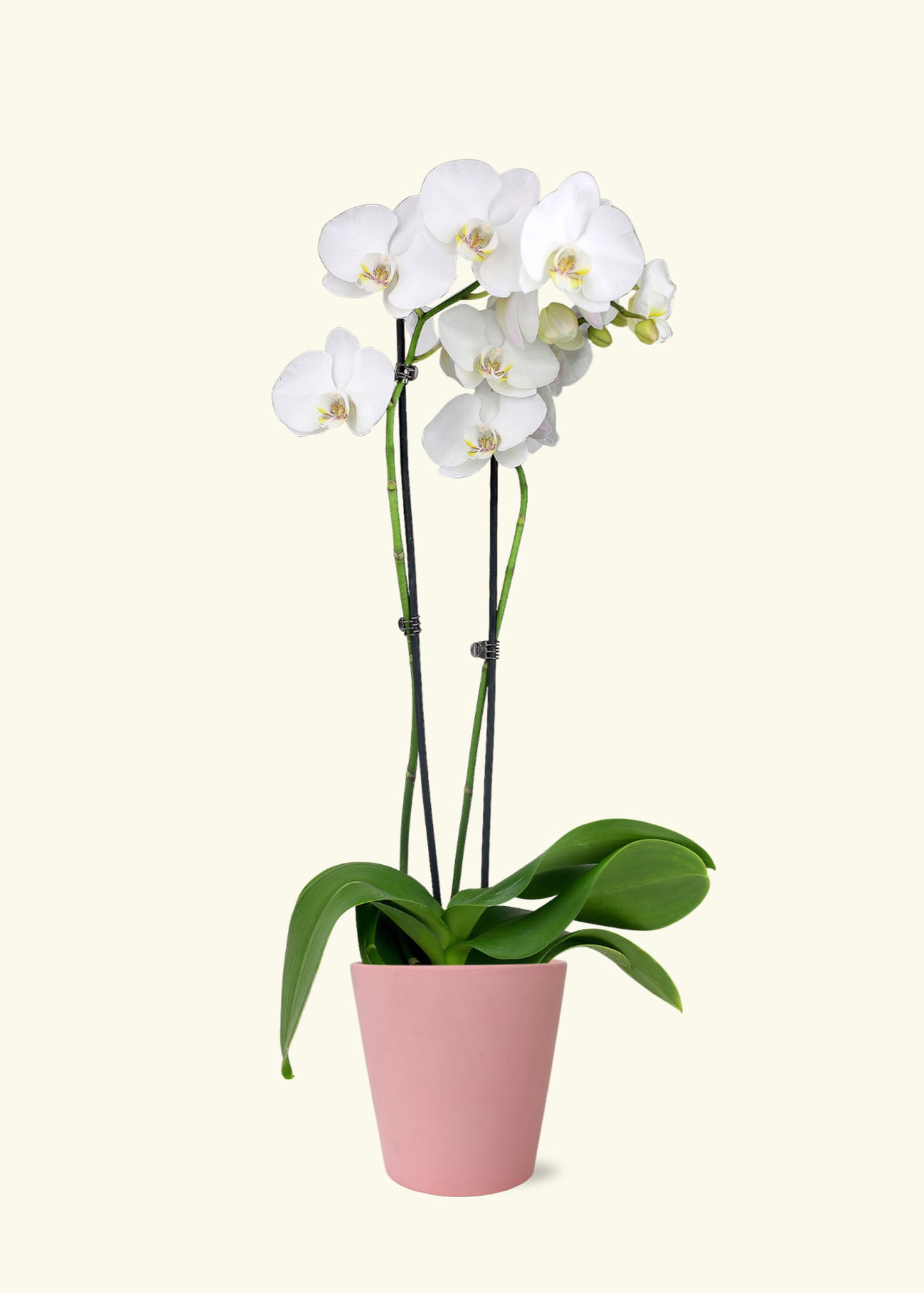 White Orchid in 5 inch a pink jane matte ceramic grow pot.