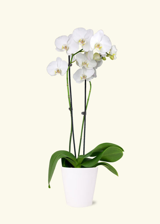 White Orchid in 5 inch a white quinn ceramic grow pot.