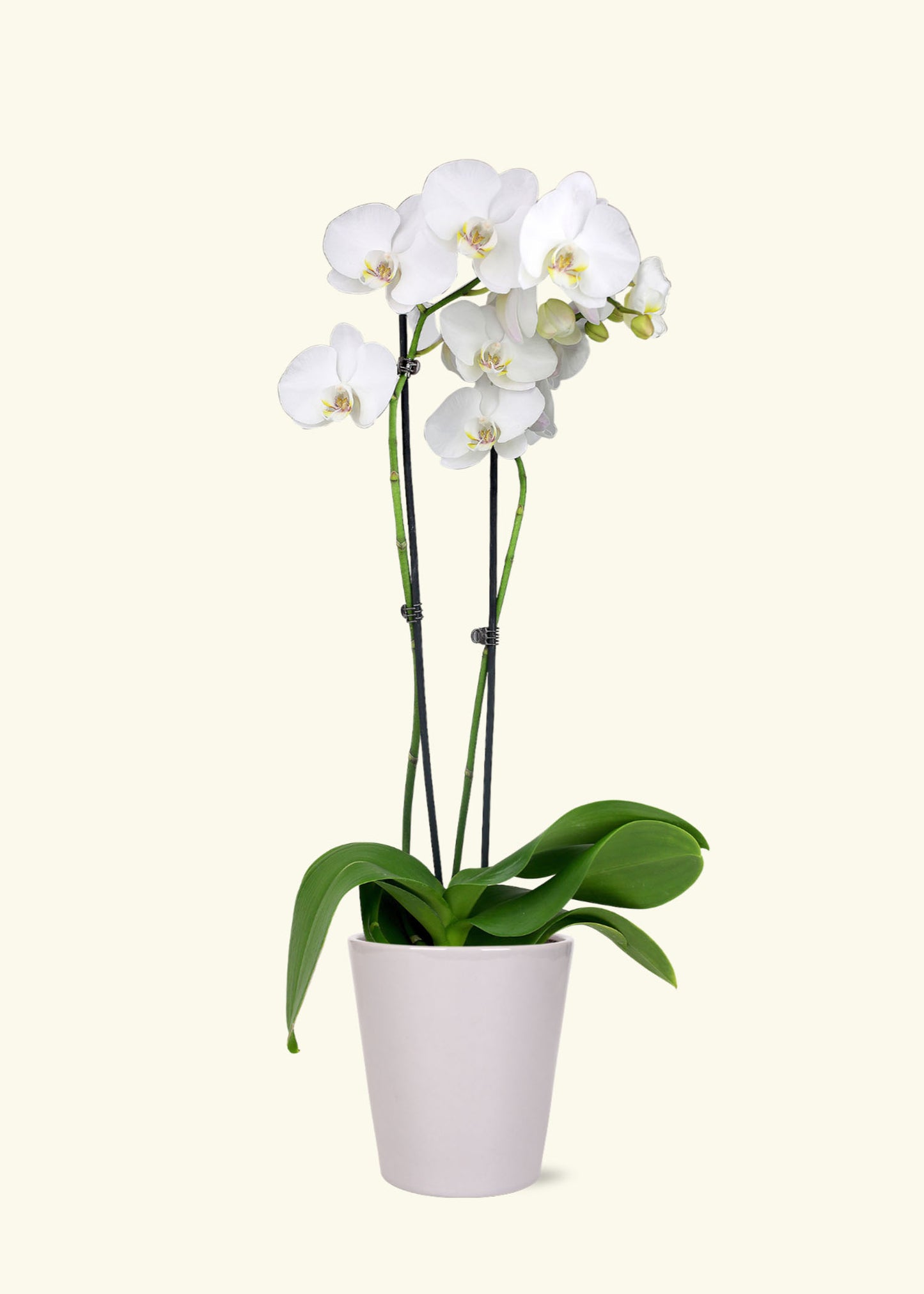 White Orchid in 5 inch a grey quinn ceramic grow pot.