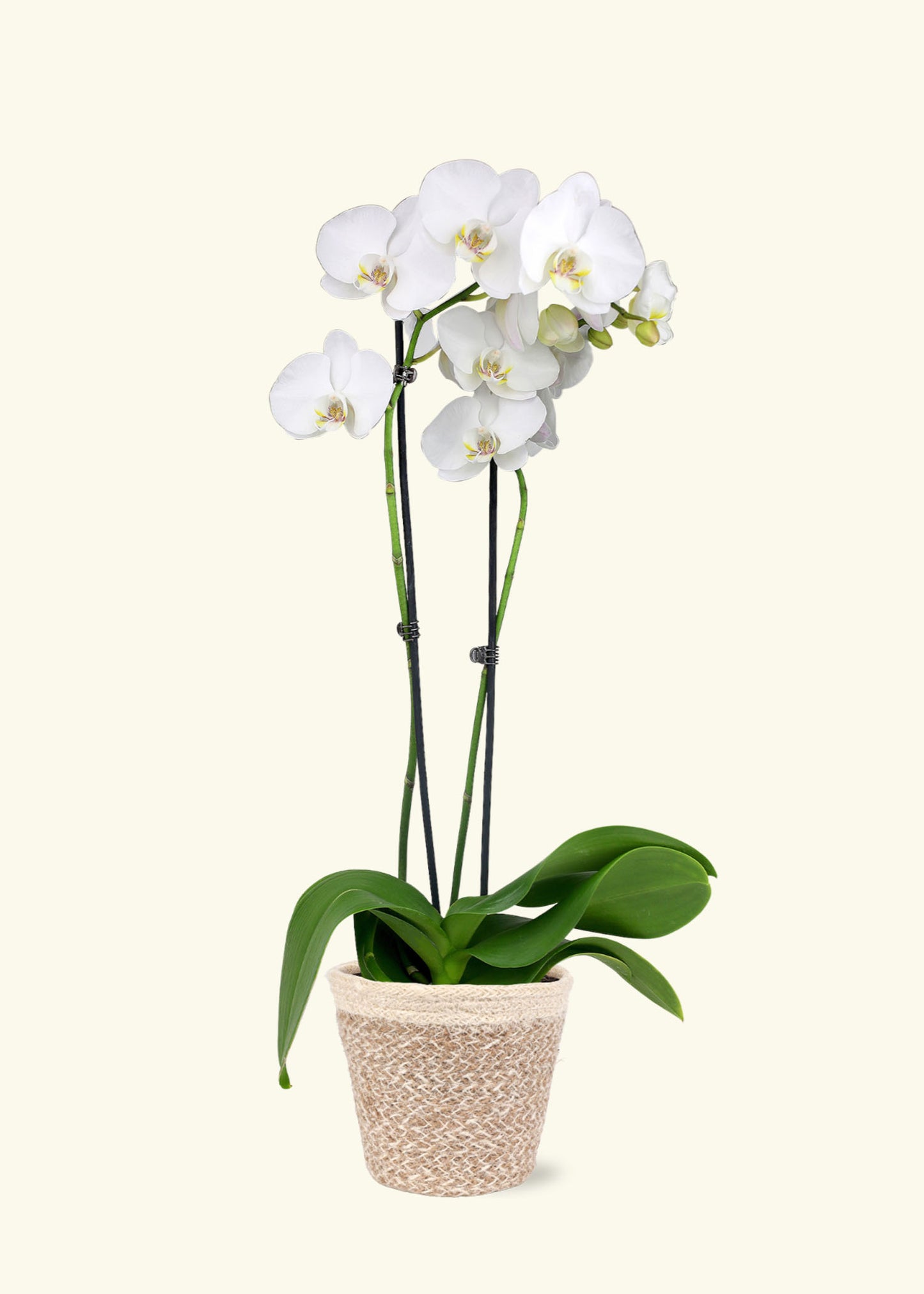 White Orchid in 5 inch a cream ivo jute grow pot.