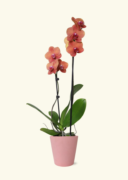 Coral Orchid in 5 inch a pink jane matte ceramic grow pot.