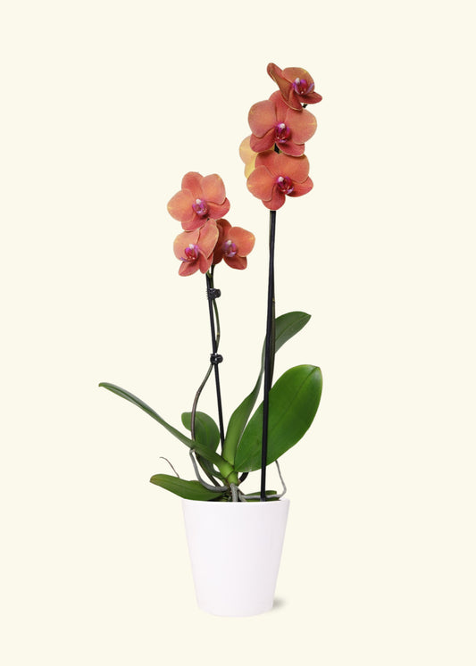 Coral Orchid in 5 inch a white quinn ceramic grow pot.