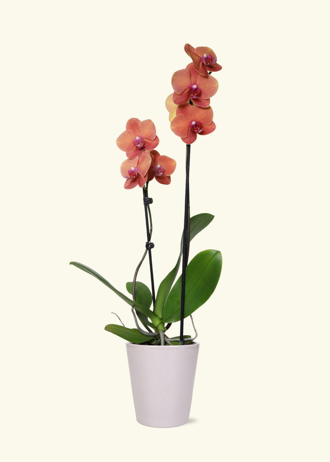 Coral Orchid in 5 inch a grey quinn ceramic grow pot.