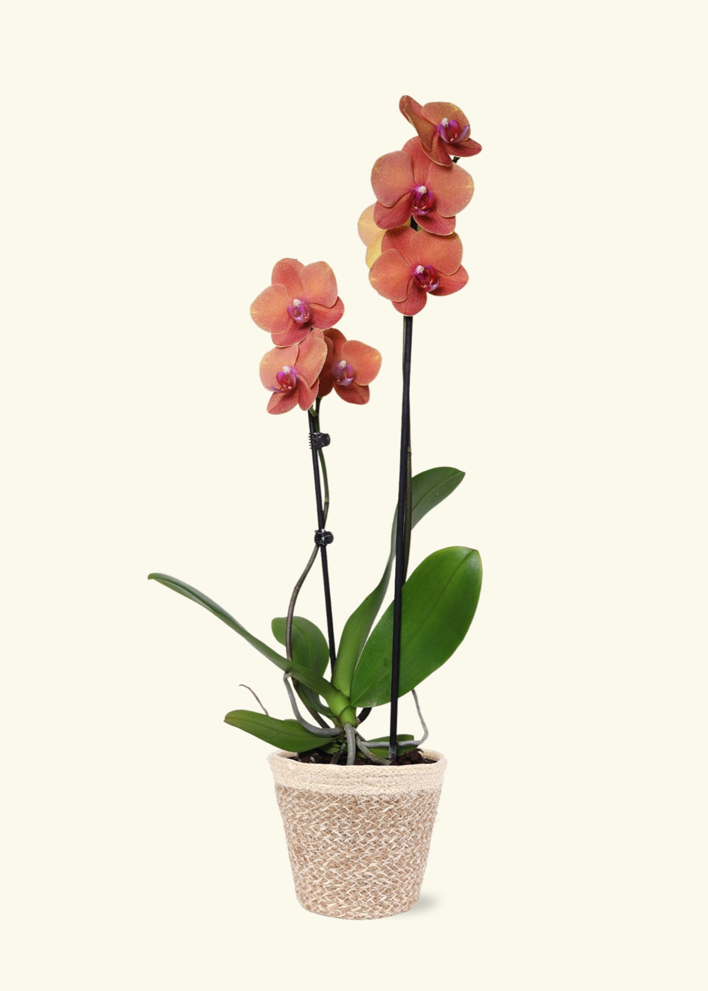 Coral Orchid in 5 inch a cream ivo jute grow pot.