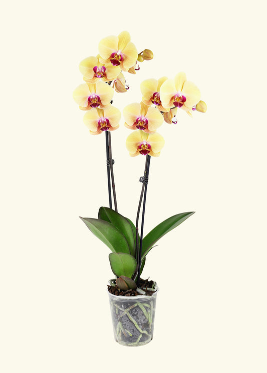 Yellow Orchid in 5 inch a grow pot.
