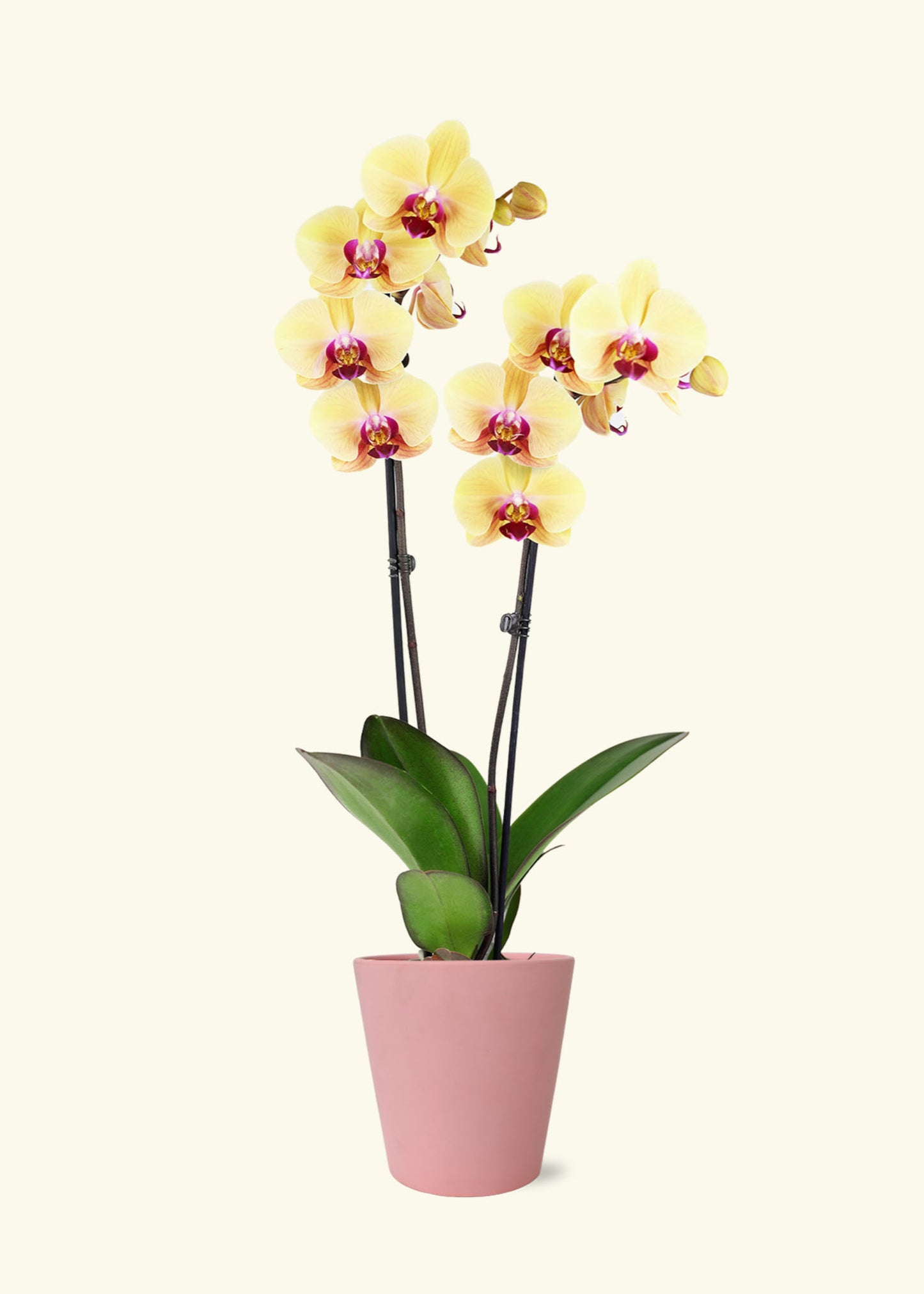 Yellow Orchid in 5 inch a pink jane matte ceramic grow pot.