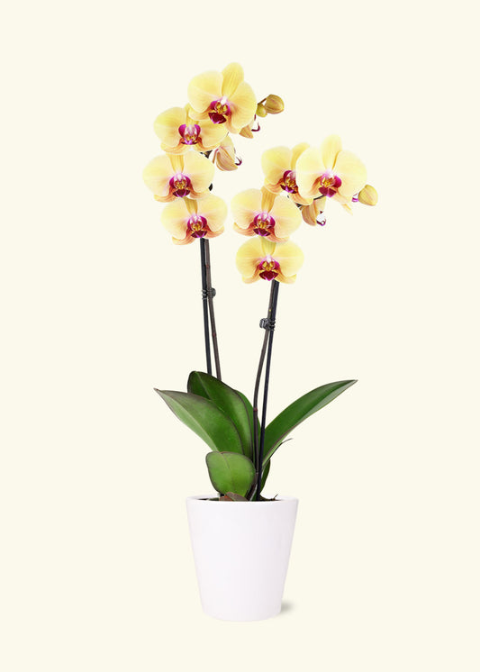 Yellow Orchid in 5 inch a white quinn ceramic grow pot.