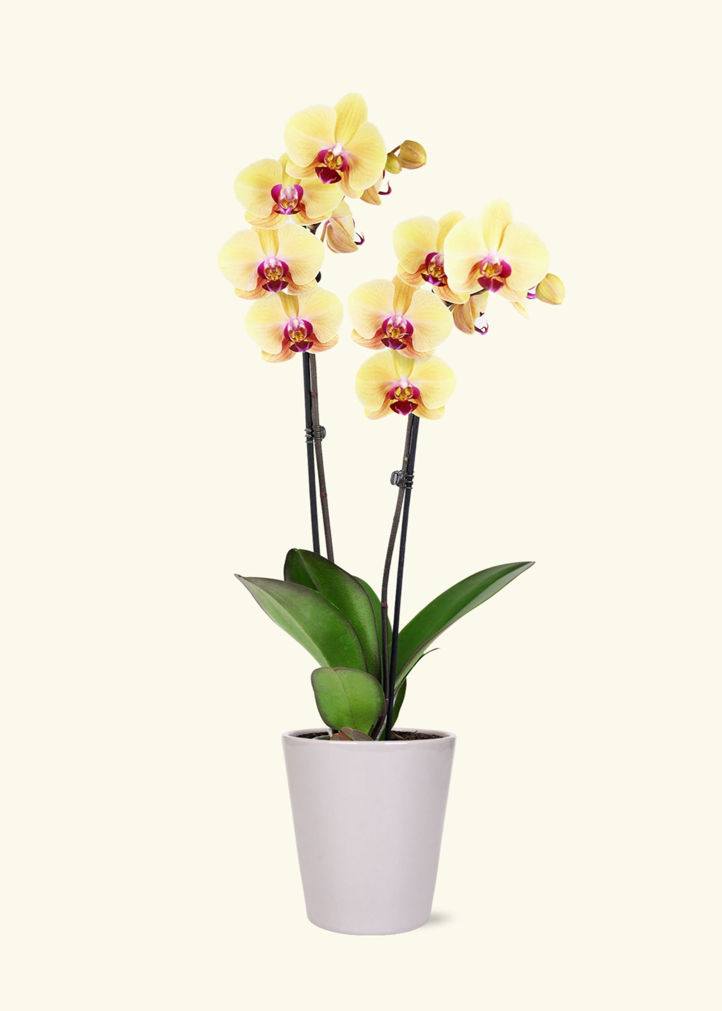 Yellow Orchid in 5 inch a grey quinn ceramic grow pot.