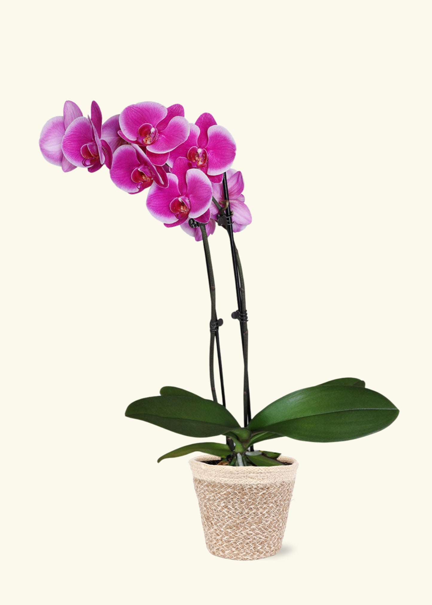 Purple Orchid in 5 inch a cream ivo jute grow pot.