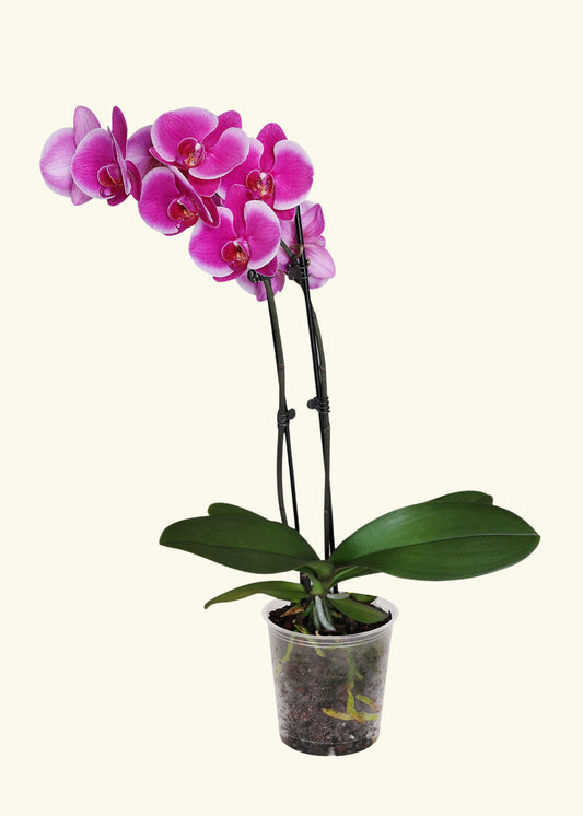 Purple Orchid in 5 inch a grow pot.