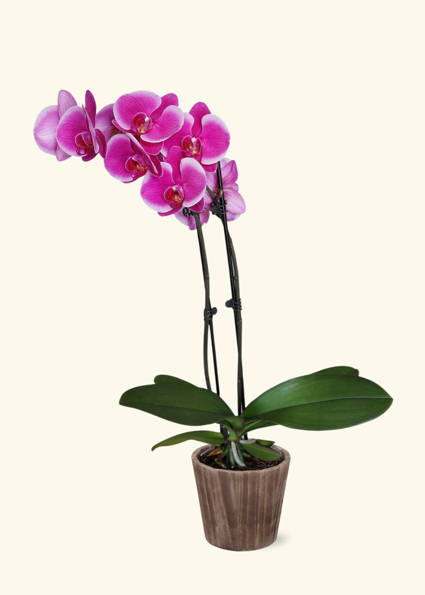 Purple Orchid in 5 inch a brown wilson wood grow pot.
