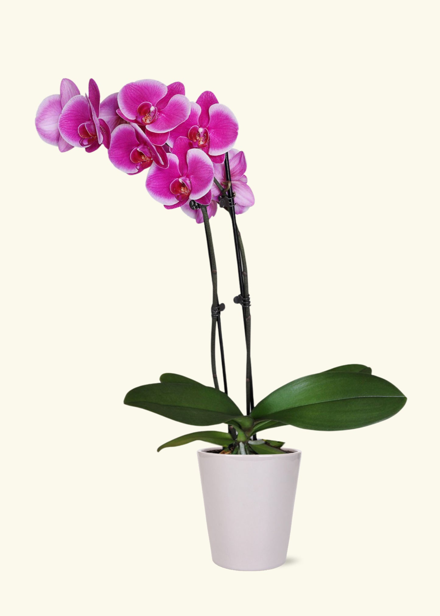 Purple Orchid in 5 inch a grey quinn ceramic grow pot.