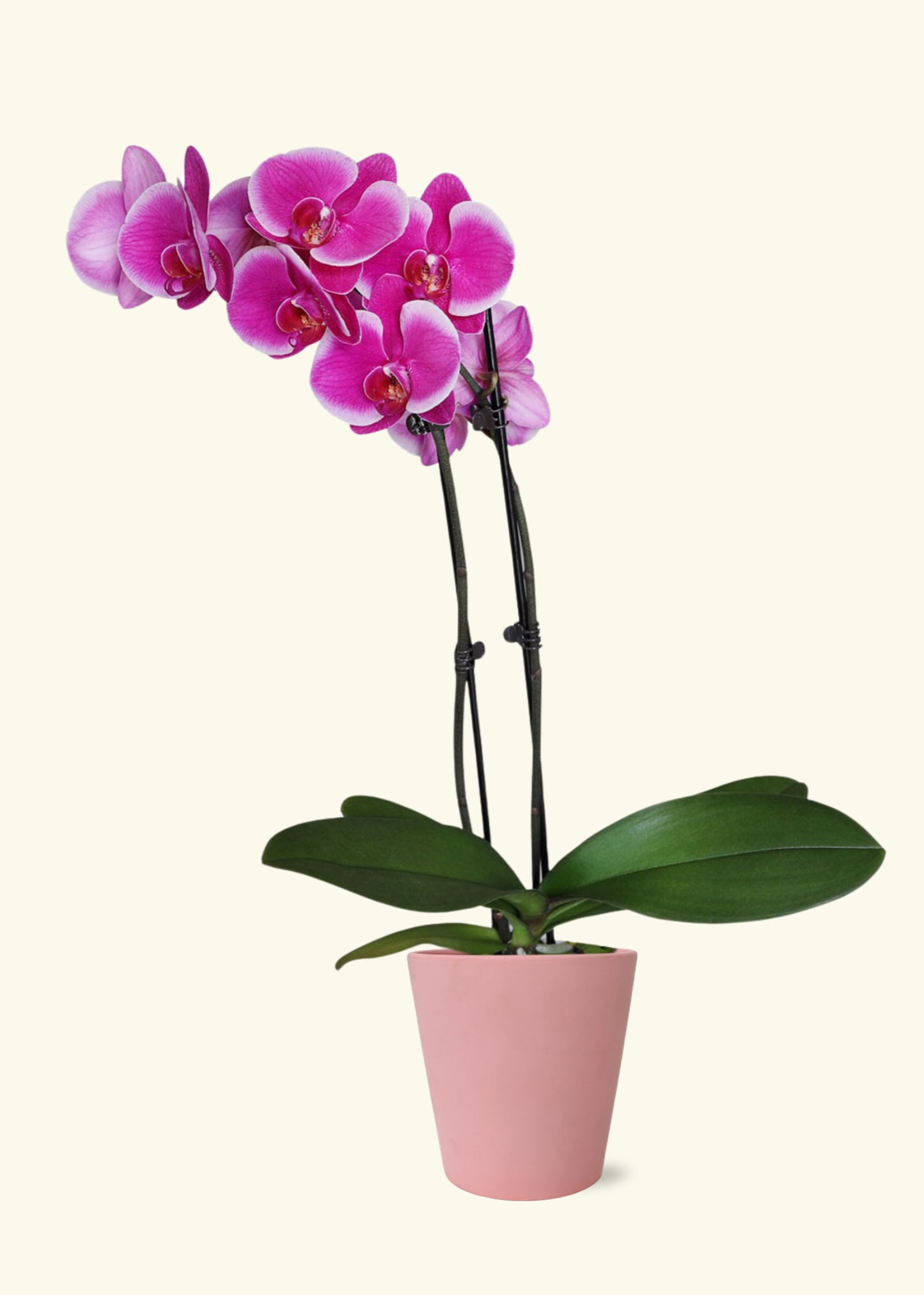 Purple Orchid in 5 inch a pink jane matte ceramic grow pot.