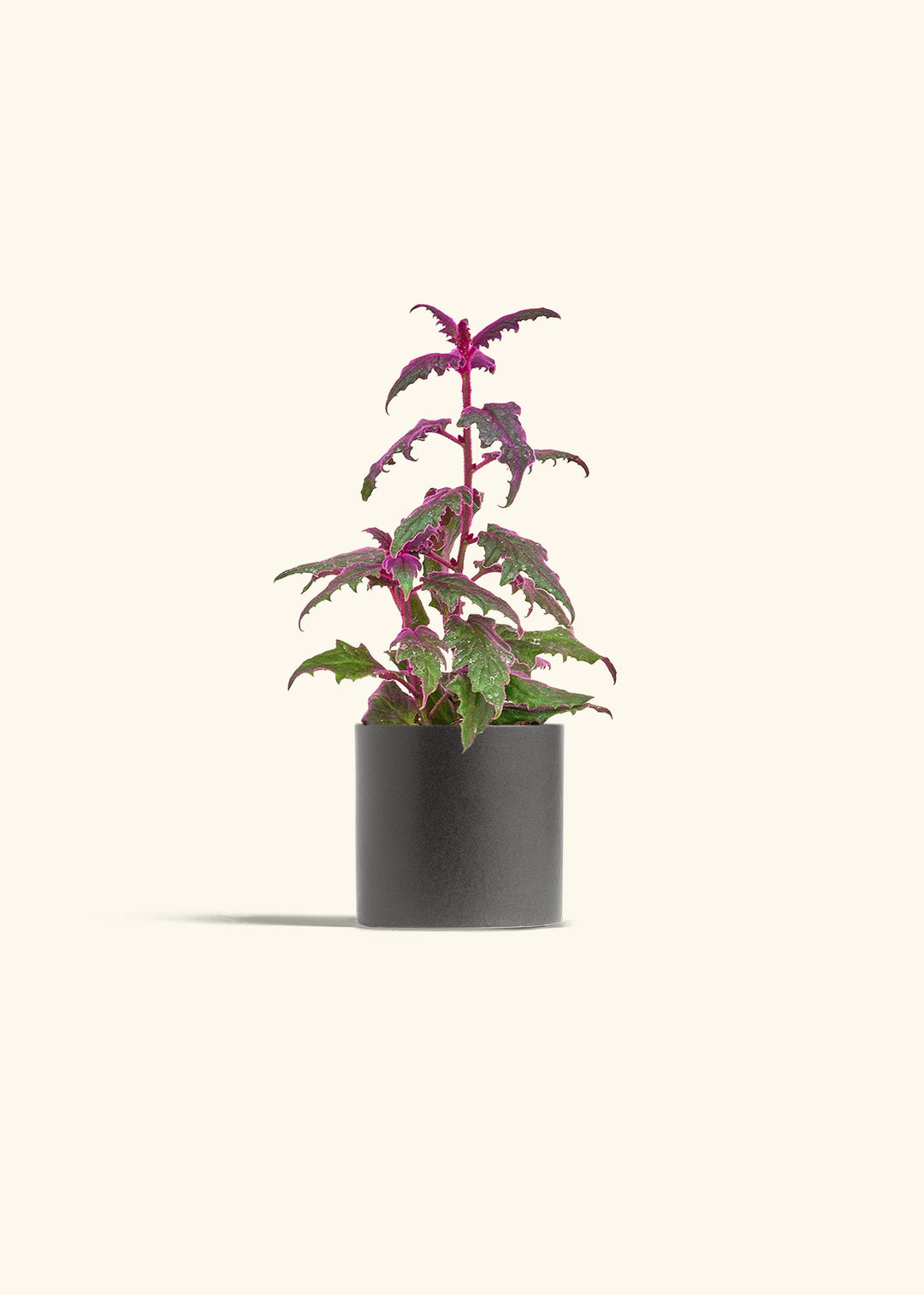 Purple Passion Plant