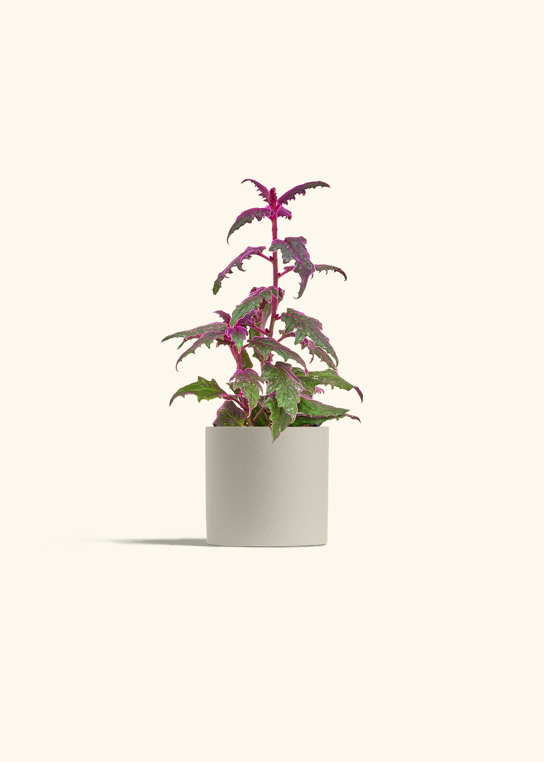 Purple Passion Plant