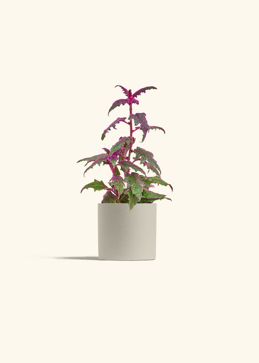 Purple Passion Plant, Small