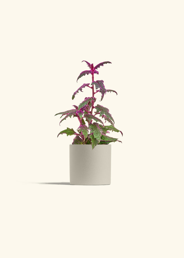 Purple Passion Plant