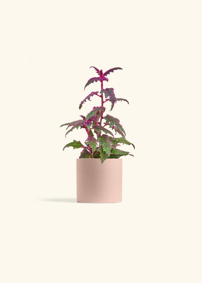 purple passion plant indoor care Purple Passion Plant – Hey Rooted