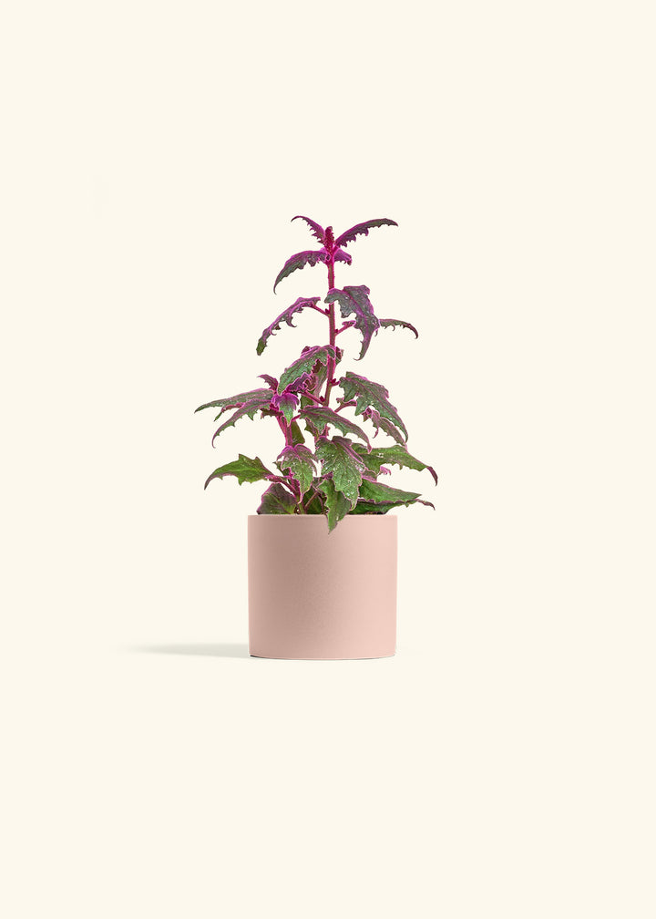 Purple Passion Plant