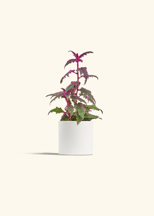 Purple Passion Plant, Small