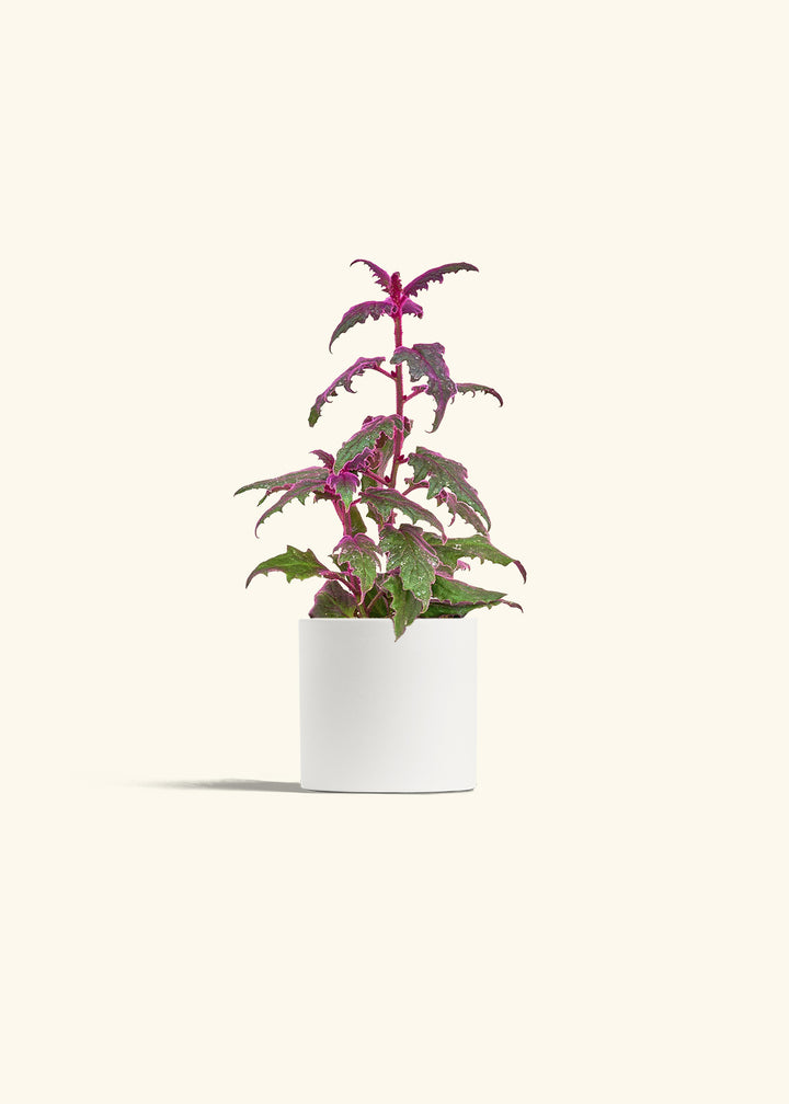 Purple Passion Plant