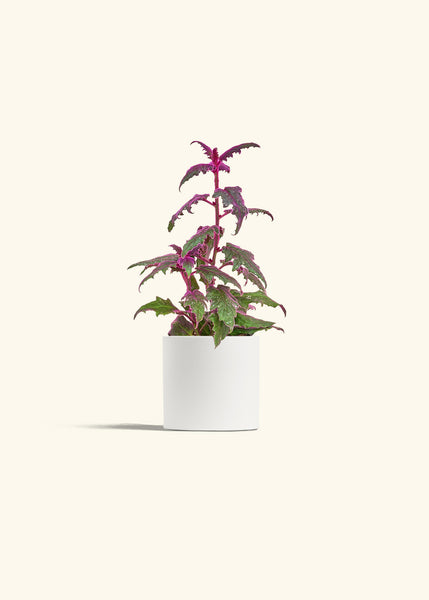 purple passion house plant Purple Passion Plant – Hey Rooted