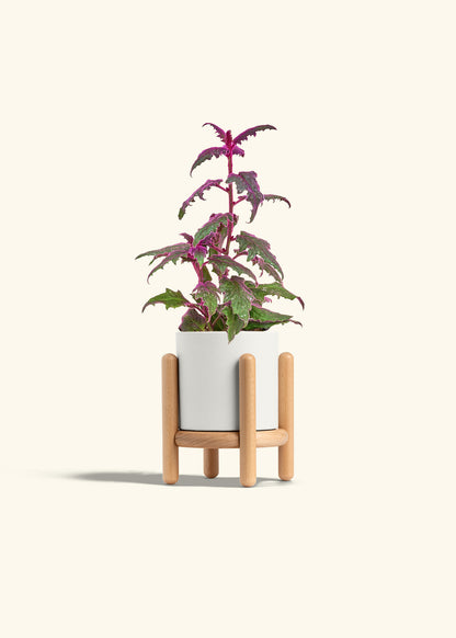 Purple Passion Plant, Small