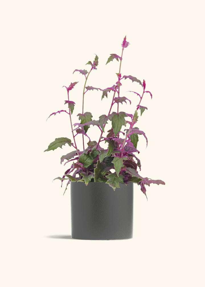 Purple Passion Plant
