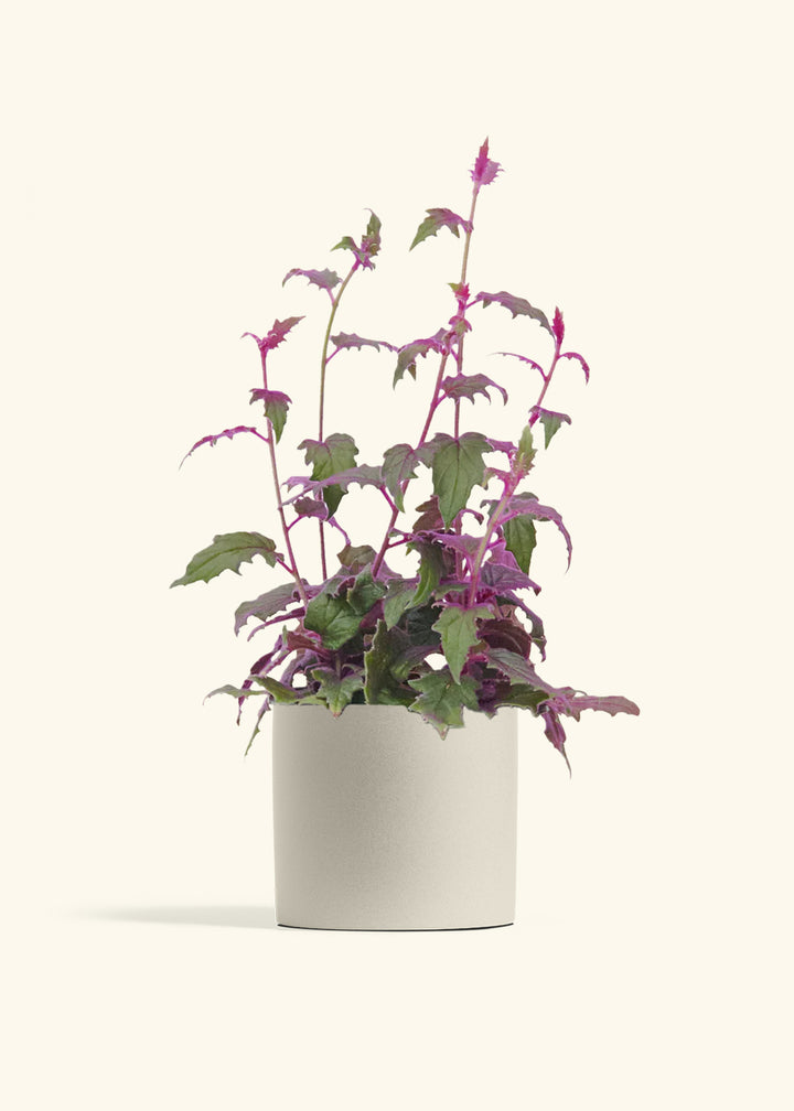 Purple Passion Plant