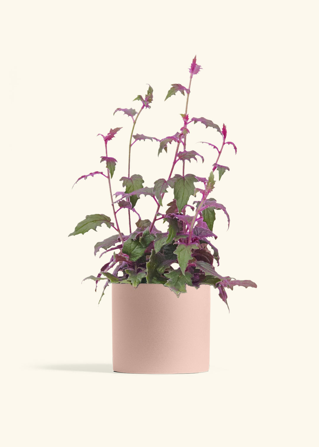 Purple Passion Plant
