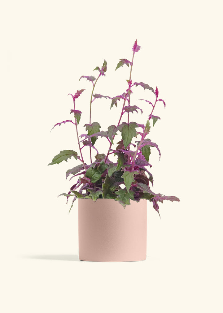 Purple Passion Plant