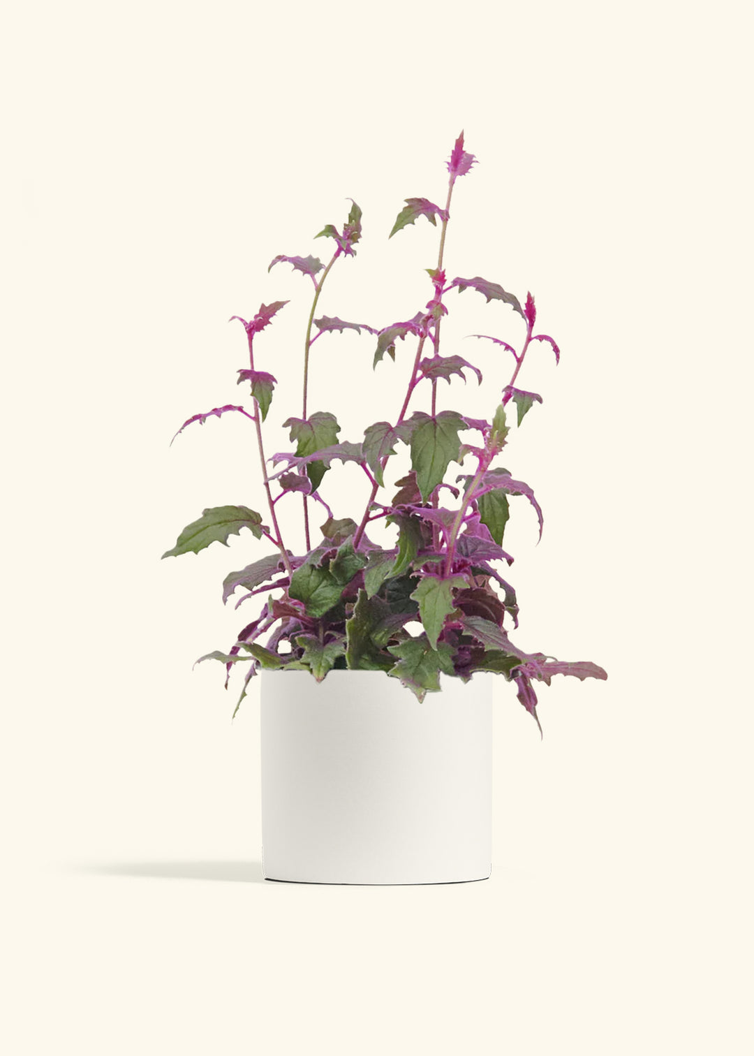 Purple Passion Plant