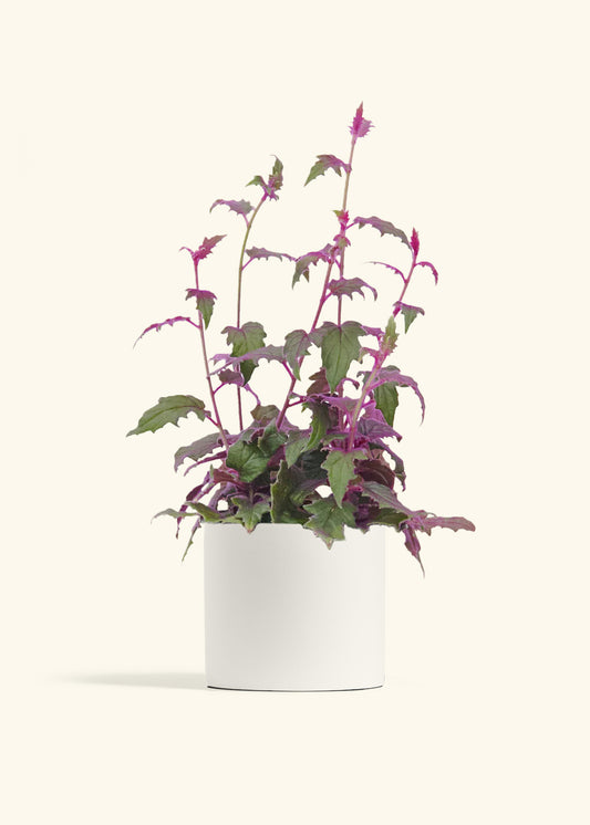 Purple Passion Plant