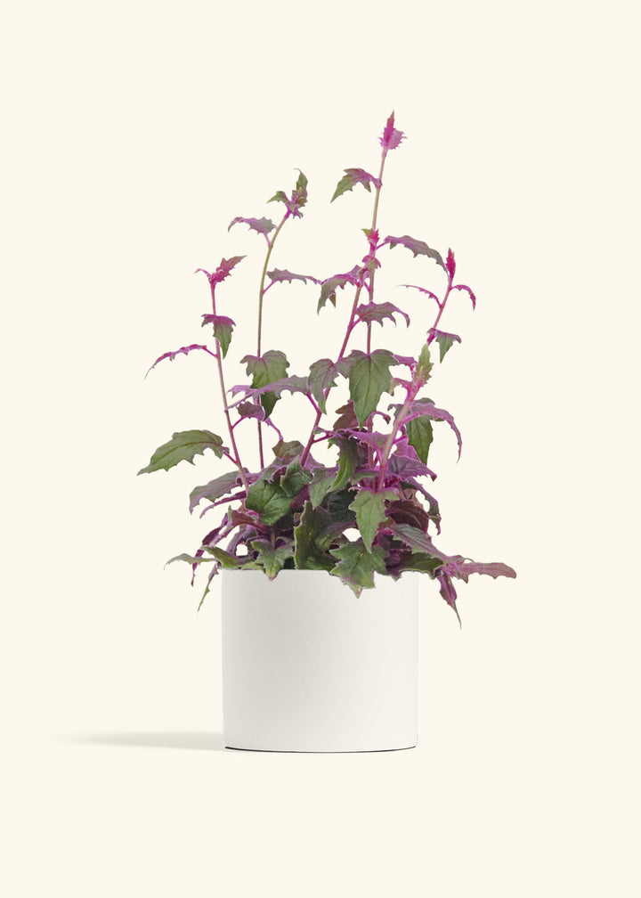 Purple Passion Plant