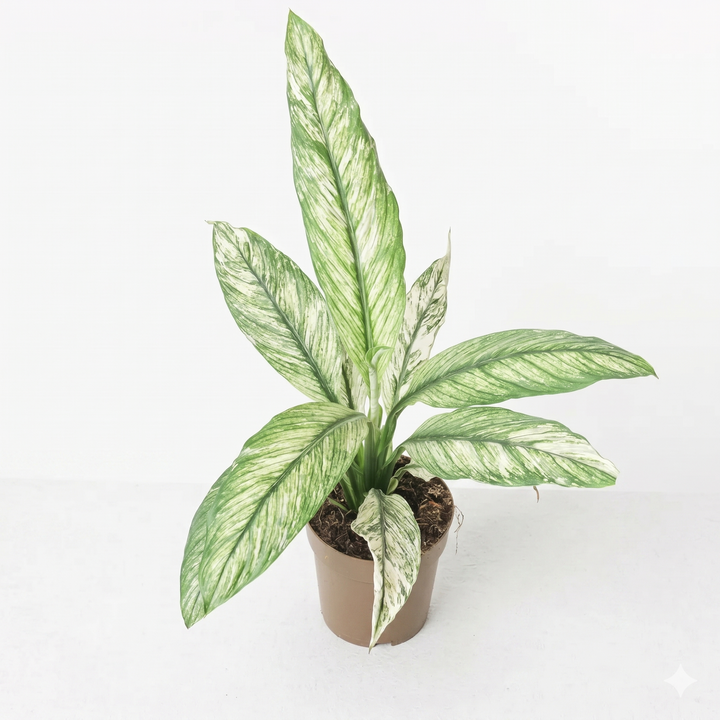 Variegated Spathiphyllum Sensation