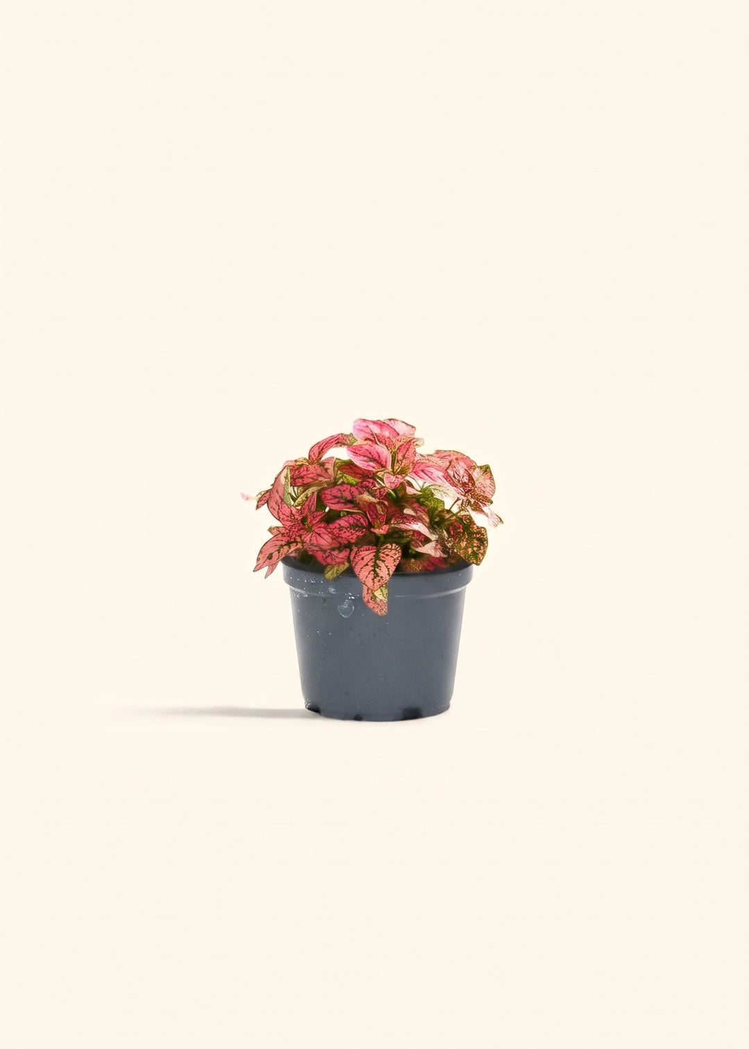 Pink Polka Dot Plant